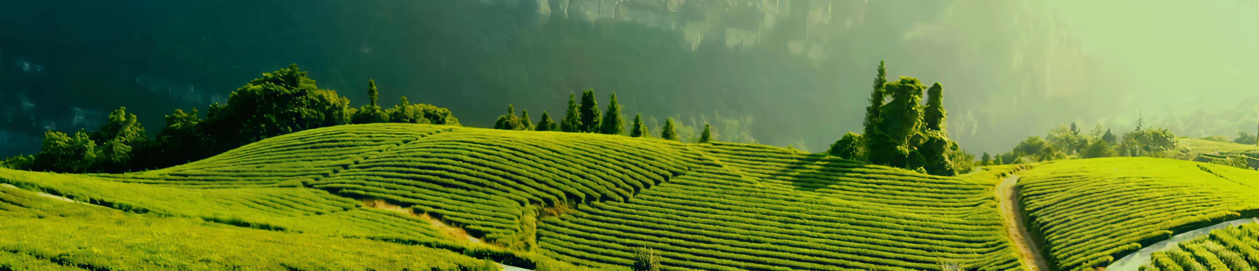 茶文化banner
